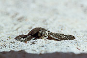 Picture 'Eq1_01_26 Hatchling, Pacific Green Sea Turtle, Galapagos, Santa Cruz, Las Bachas'